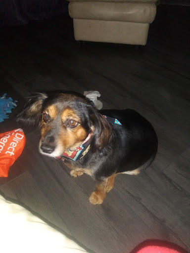 Pet Supply Store «Petco Animal Supplies», reviews and photos, 1049 S Willow St, Manchester, NH 03103, USA