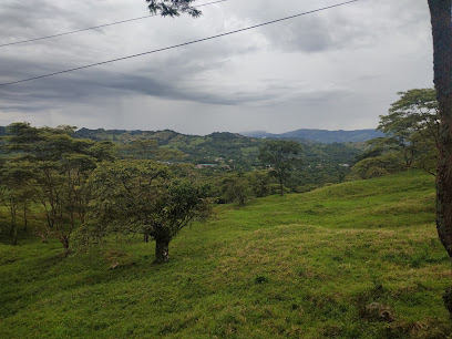 Cogollo 🏼‍ ️ - 62, Aguazul, Casanare, Colombia