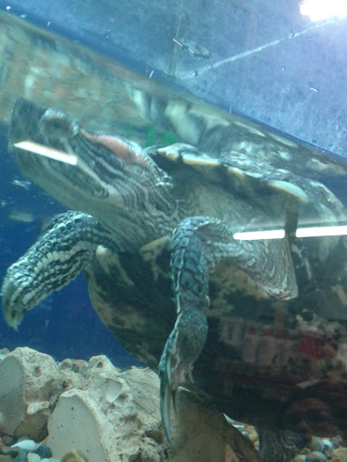 Pet Store «Southside Aquatics», reviews and photos, 2039 Pleasanton Rd, San Antonio, TX 78221, USA