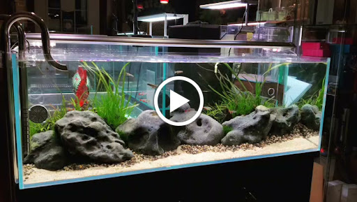 Tropical Fish Store «Aquastetics», reviews and photos, 354 E Main St, Fall River, MA 02724, USA
