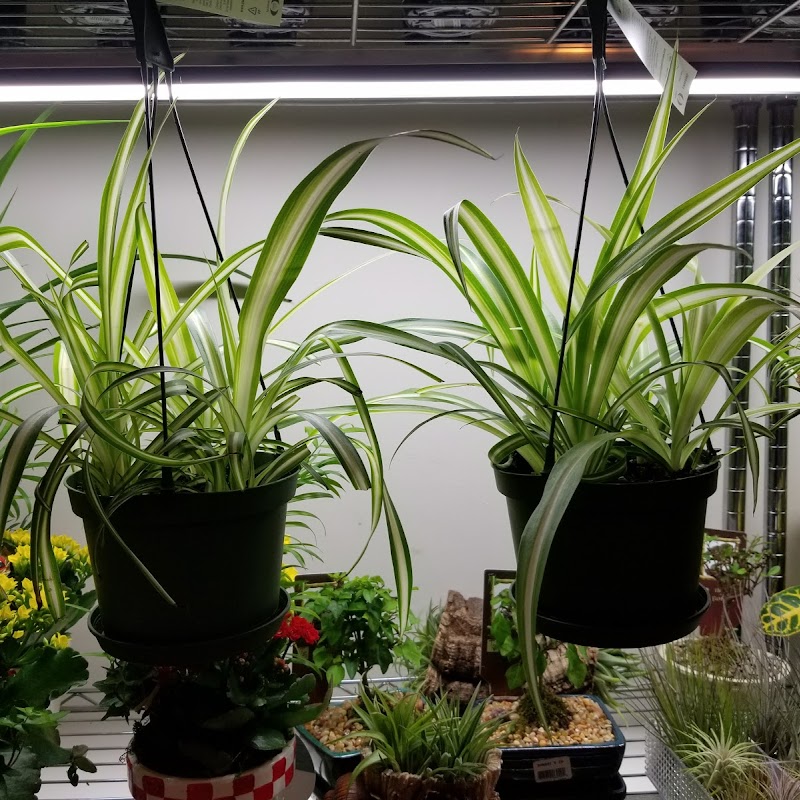 Plants on Plants on Plants
