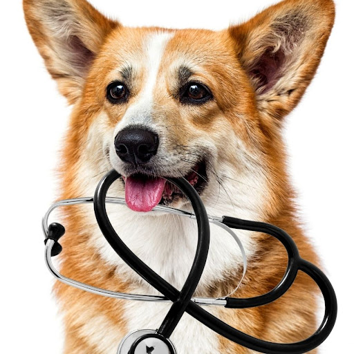 Clínica Veterinaria Gàtika - Veterinario Hospitalet en L'Hospitalet de Llobregat