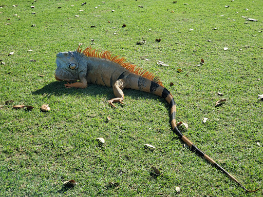 Public Golf Course «The Club At Emerald Hills», reviews and photos, 4100 N Hills Dr, Hollywood, FL 33021, USA