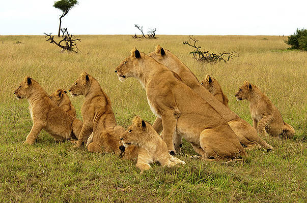 Arrival Serengeti Safari