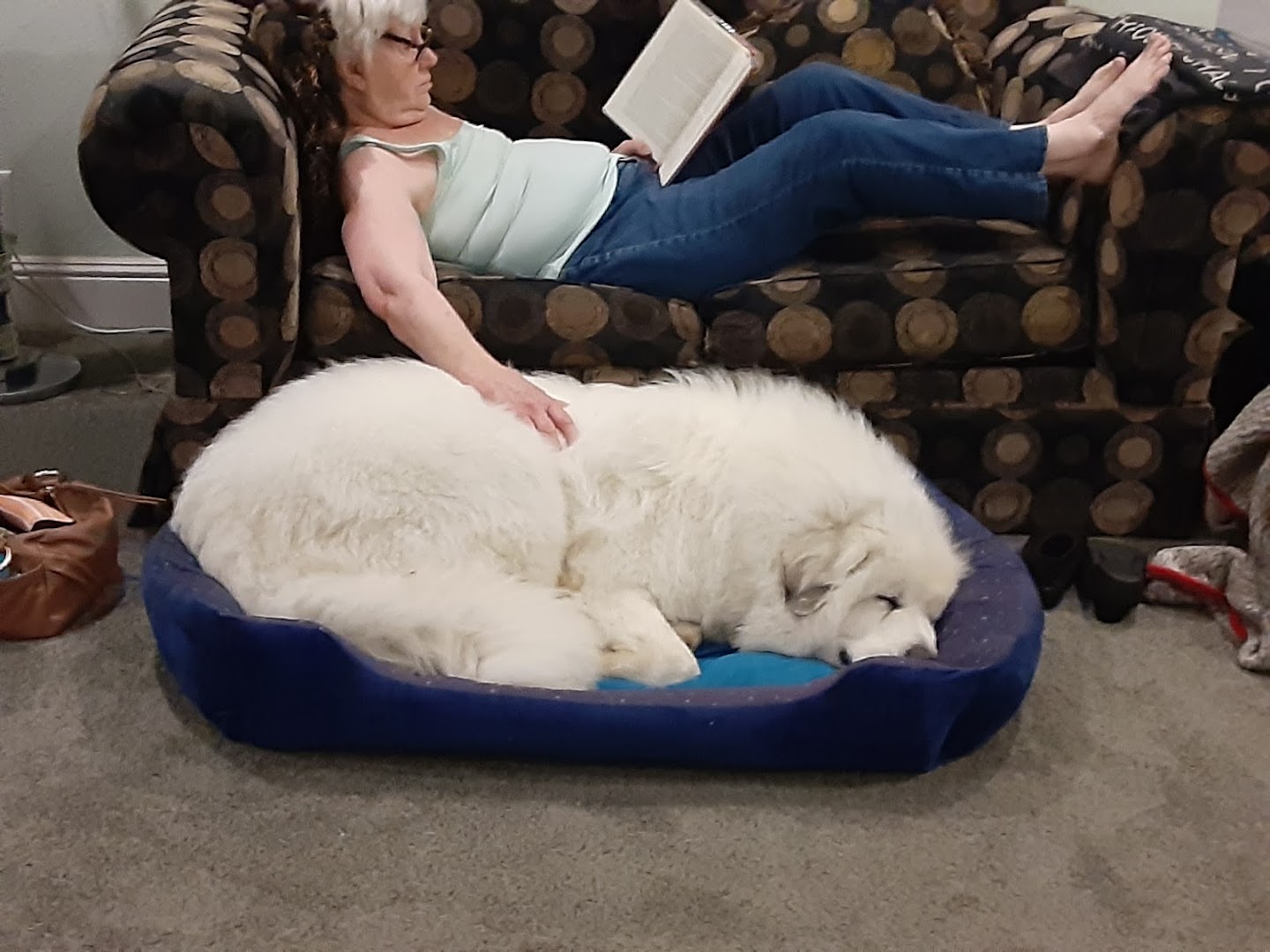 Sierra Pacific Great Pyrenees Rescue