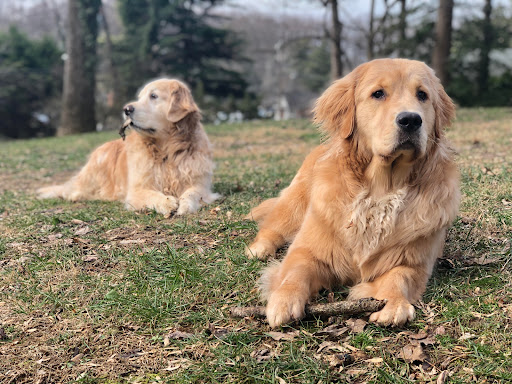 Chevy Chase Veterinary Clinic image