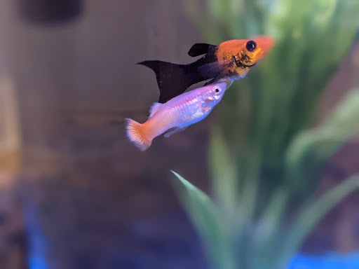 Pet Supply Store «PetSmart», reviews and photos, 625 W Crossville Rd, Roswell, GA 30075, USA