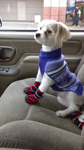 Pet Store «Petland», reviews and photos, 2123 Old Hudson Rd, St Paul, MN 55119, USA