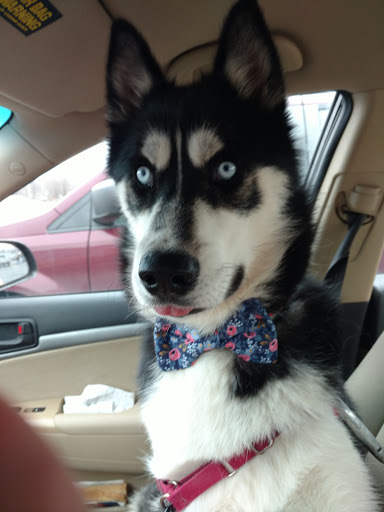 Pet Supply Store «PetSmart», reviews and photos, 4731 Commercial Dr, New Hartford, NY 13413, USA