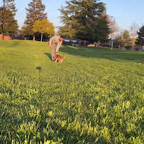 High Rank K9 - Photo 7 - Car repair in , Stockton