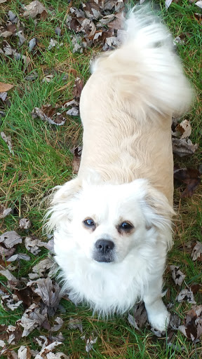 Pet Supply Store «Pet Supplies Plus», reviews and photos, 1150 N Court St #2A, Medina, OH 44256, USA