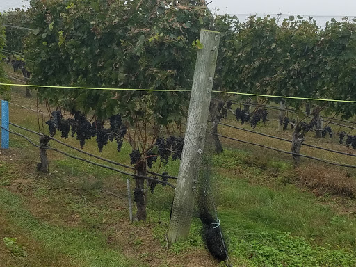 Vineyard «Wölffer Estate Vineyard», reviews and photos, 139 Sagg Rd, Sagaponack, NY 11962, USA