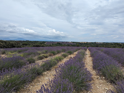 Champs de lavandes à Valensole
