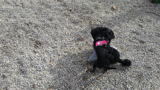 Dog Park «Church Square Park Dog Park», reviews and photos, 401-449 Willow Ave, Hoboken, NJ 07030, USA