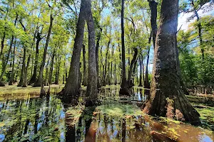 Cypress Swamp image