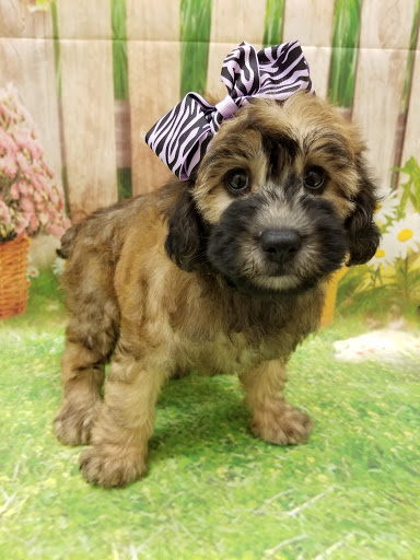 Pet Store «Happiness Is Pets», reviews and photos, 2936 Showplace Dr, Naperville, IL 60564, USA