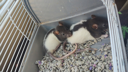 Pet Store «Everything Pets», reviews and photos, 1506 Altamont Ave, Schenectady, NY 12303, USA