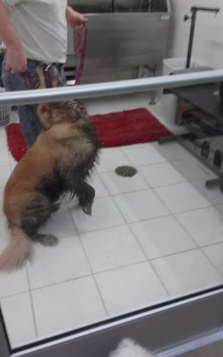 Pet Supply Store «Purely Pets», reviews and photos, 13723 23 Mile Rd, Shelby Charter Township, MI 48315, USA