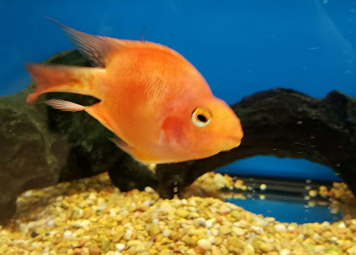 Pet Supply Store «Petco Animal Supplies», reviews and photos, 2350 Lincoln Hwy E #600, Lancaster, PA 17602, USA