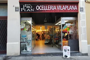 Ocelleria Vilaplana image