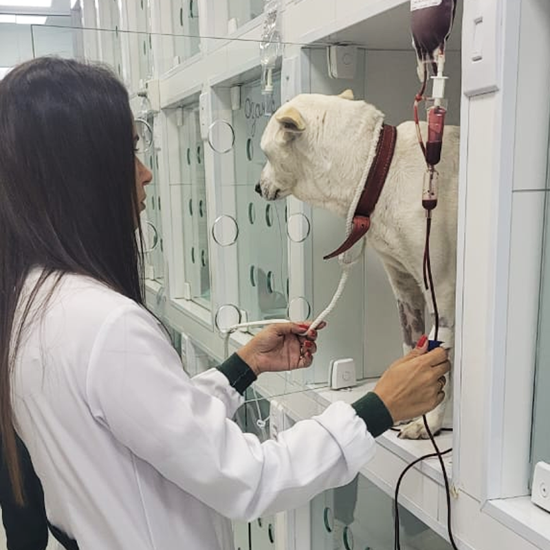 Centro Veterinário Paiol — O profissional veterinário em Suzano, SP