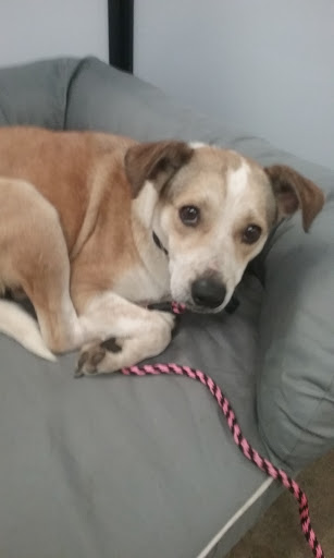 Pet Supply Store «Petco Animal Supplies», reviews and photos, 2044 Montauk Hwy #24, Bridgehampton, NY 11932, USA