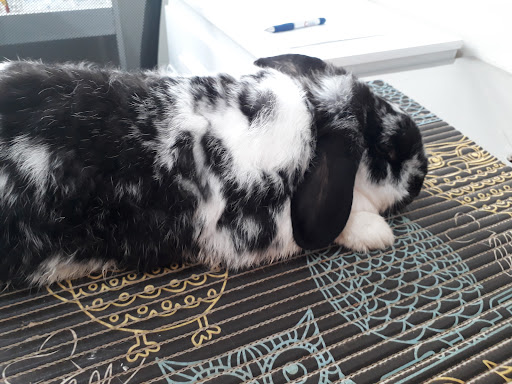 Consultório Veterinário Mais Pet em São José do Rio Preto - SP