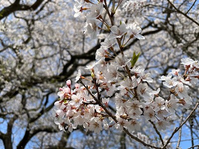 美佛桜