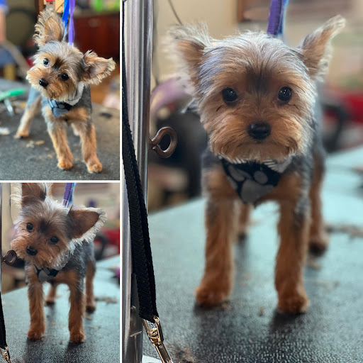 Pet Groomer «Doggie Doos By Amy Lou», reviews and photos, 132 2nd St NE, New Philadelphia, OH 44663, USA