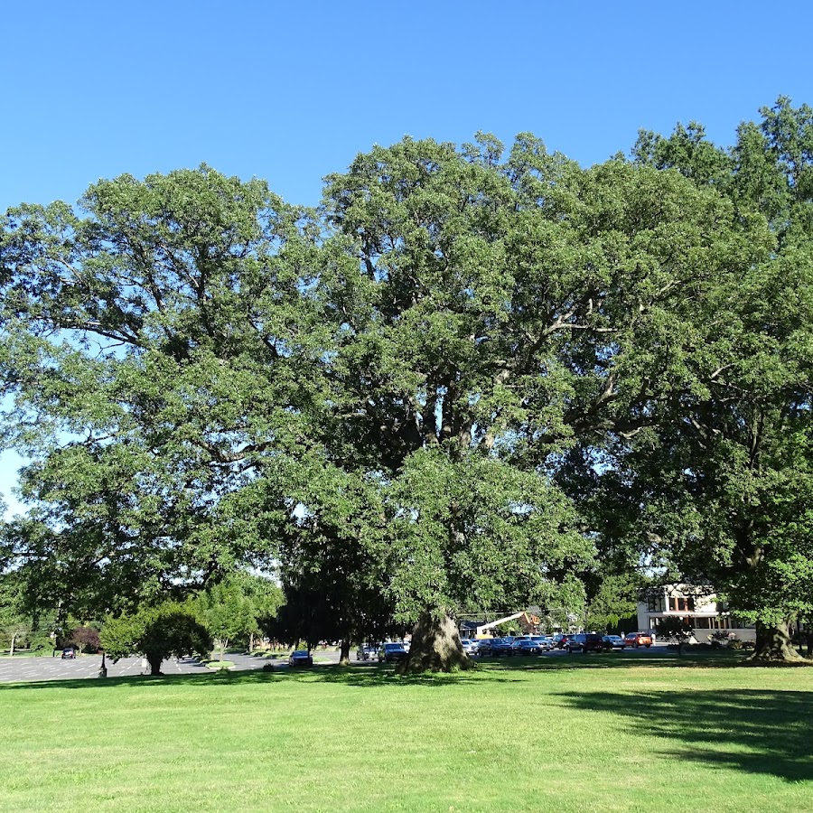 Collingswood White Oak