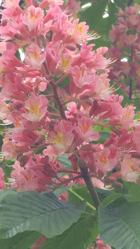 Park «Fancher Davidge Park», reviews and photos, 130 Lake Ave, Middletown, NY 10940, USA