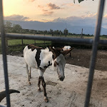 Photo n°3 de l'avis de Marilena.a fait le 21/07/2023 à 11:38 sur le  Lago Mangilli Ronche à Fontanafredda