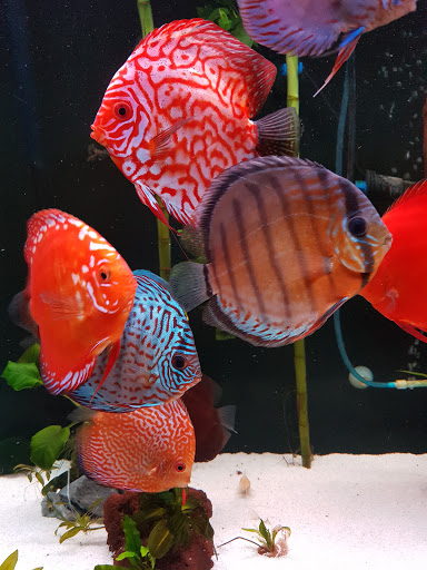 Pet Store «Pet Source 1901», reviews and photos, 1901 W 8th St B, Los Angeles, CA 90057, USA