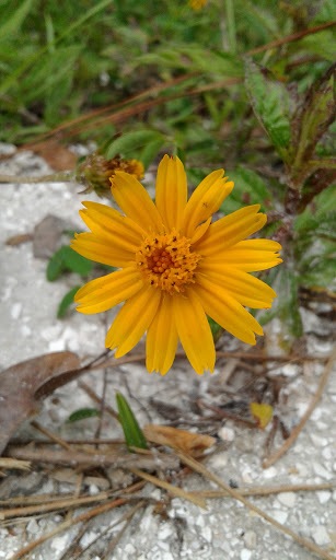 Nature Preserve «Scottsmoor Flatwoods Sanctuary East», reviews and photos, 6000 Magoon Ave, Mims, FL 32754, USA