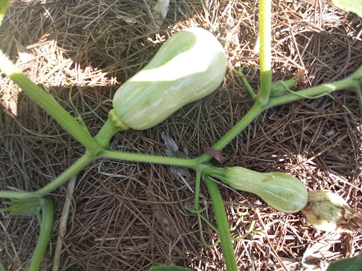 Park «Pioneer Park», reviews and photos, 10505 Deerfield Rd, Montgomery, OH 45242, USA