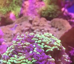 Acuario Gazpher photo