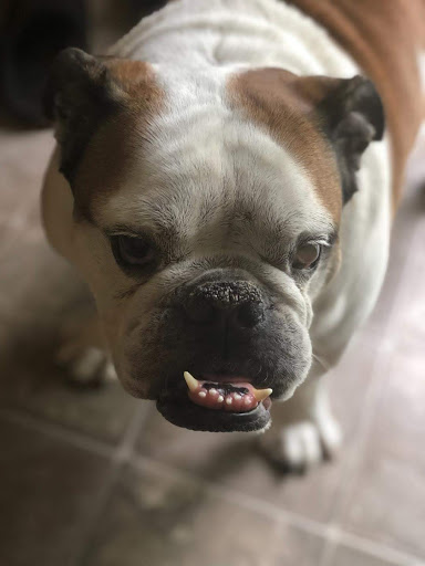 Pet Supply Store «Pet Supplies Plus», reviews and photos, 1764 Tilden Ridge Dr, Hamburg, PA 19526, USA