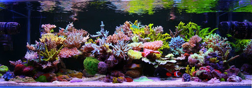 Pet Store «Pet Cove», reviews and photos, 820 E Center St, Kingsport, TN 37660, USA