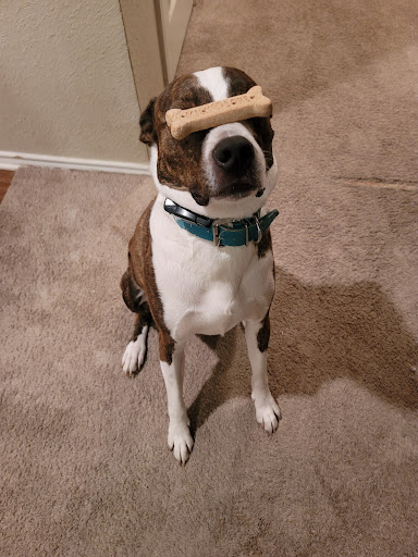 Pet Supply Store «Pet Supplies Plus», reviews and photos, 4100 Legacy Dr Suite 402, Plano, TX 75024, USA