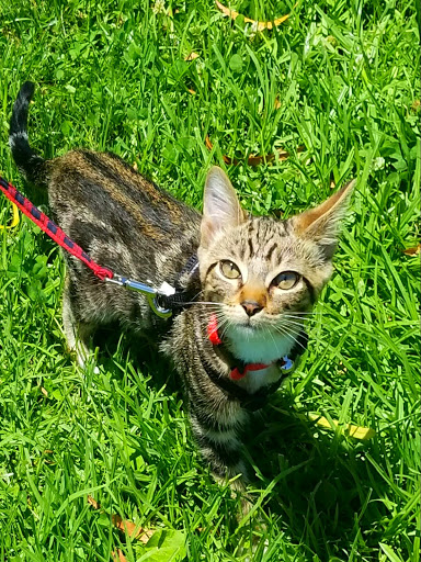 Park «Oak Knoll Park», reviews and photos, 9600 Graham St, Cypress, CA 90630, USA