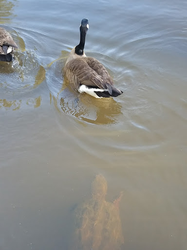 Nature Preserve «Reynolds Nature Preserve», reviews and photos, 5665 Reynolds Rd, Morrow, GA 30260, USA