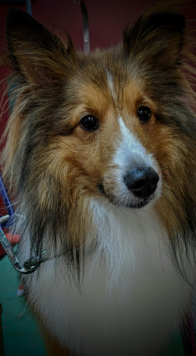 Pet Groomer «A Klassy Lassie, LLC», reviews and photos, 30 Old Jackson Rd, McDonough, GA 30252, USA
