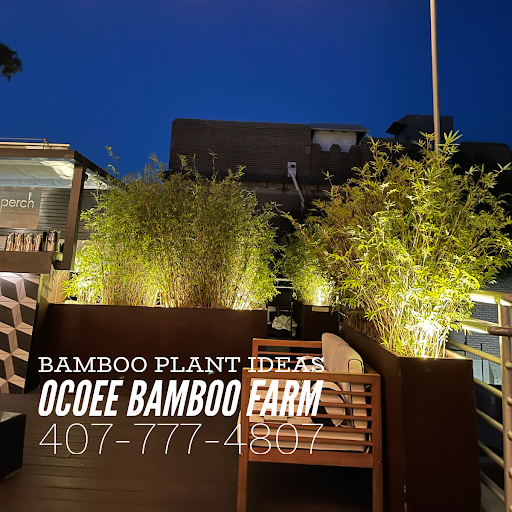 Ocoee bamboo Farm