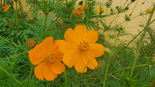 Grocery Store «Sunspot Natural Market», reviews and photos, 3717 S Reed Rd, Kokomo, IN 46902, USA