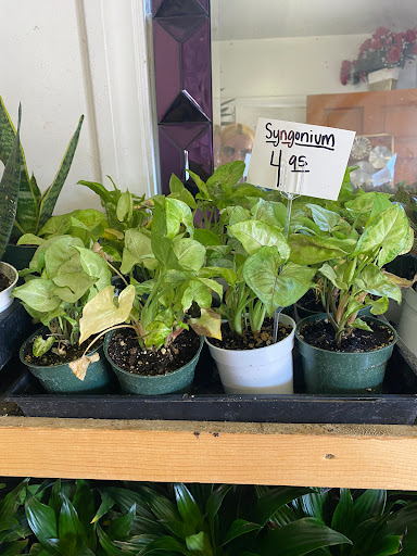 Florist «Plant Safari», reviews and photos, 653 N Central Ave, Upland, CA 91786, USA