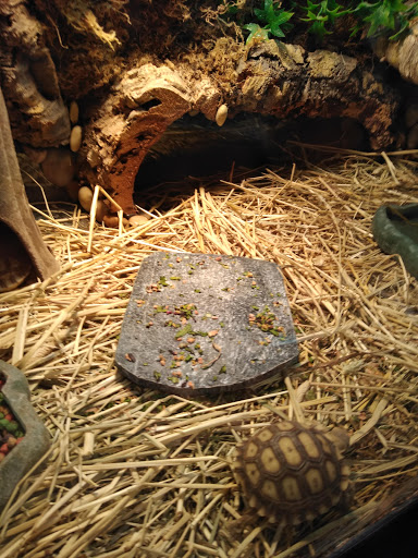 Pet Store «Leesburg Pet Center», reviews and photos, 959 N 14th St, Leesburg, FL 34748, USA