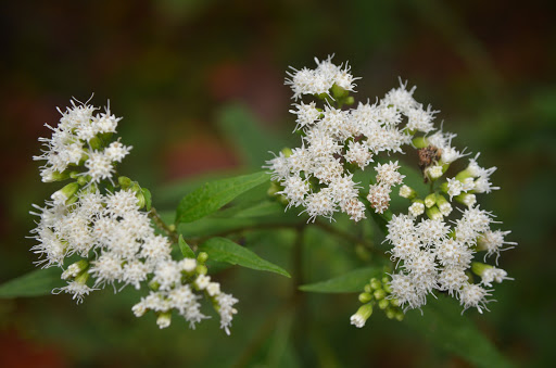 Nature Preserve «Jefferson Memorial Forest», reviews and photos, 11311 Mitchell Hill Rd, Fairdale, KY 40118, USA