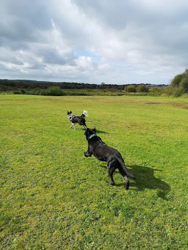 Reviews of Happy Hounds Dog Walking in Swansea - Dog trainer