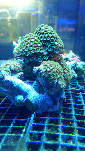 Aquarium «Fish Collection Inc», reviews and photos, 1609 NE 163rd St, North Miami Beach, FL 33162, USA