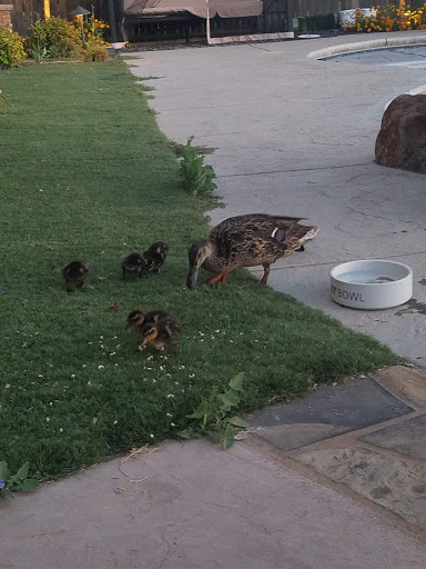 Stanislaus Wildlife Care Center